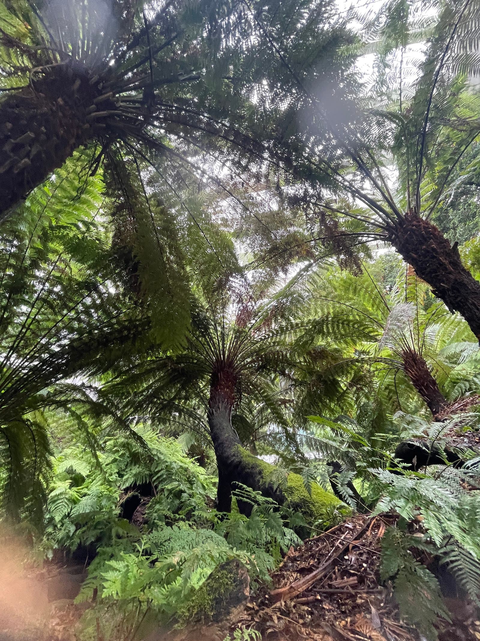 Forest Secrets (Melbourne Museum) — Carlton, Melbourne