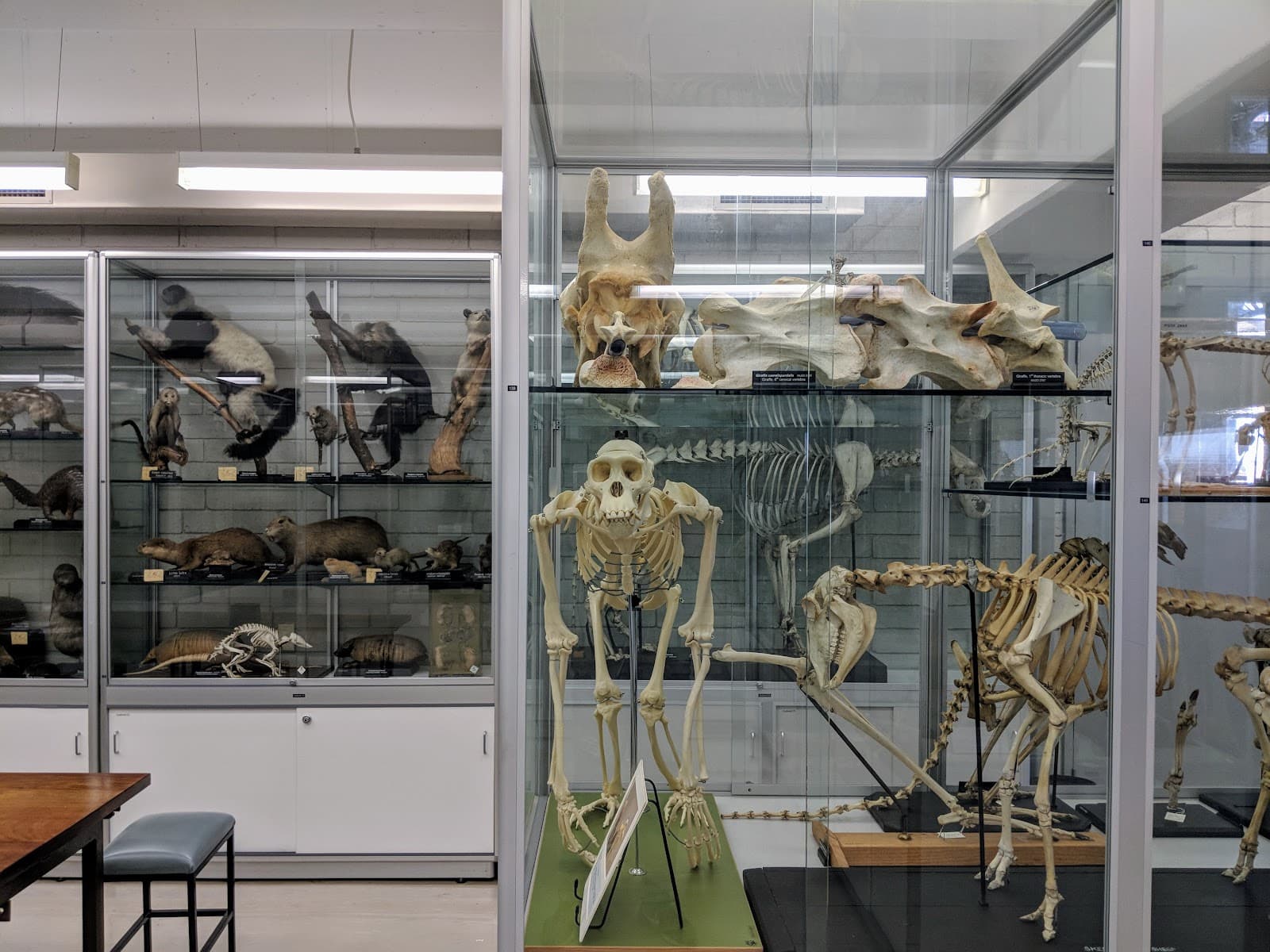 Tiegs Zoology Museum — North Melbourne, Melbourne