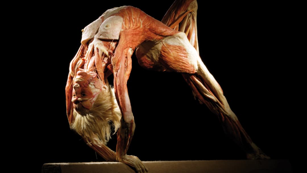 BODY WORLDS: The Anatomy of Happiness — Docklands, Melbourne