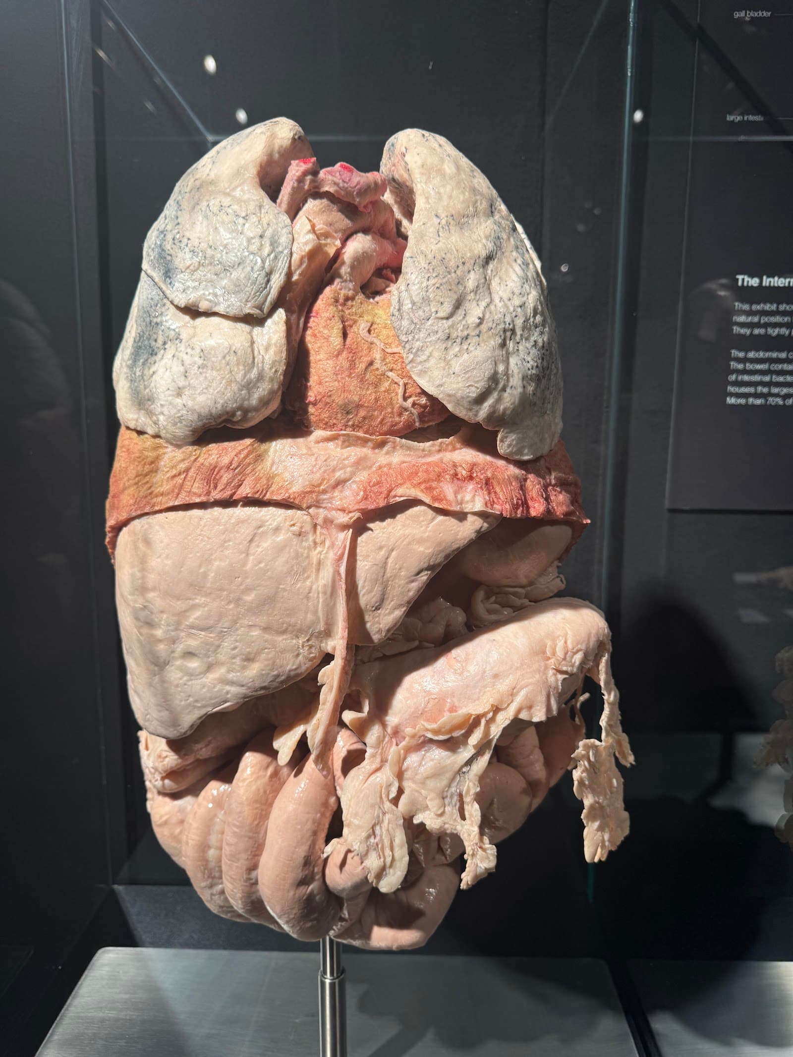 BODY WORLDS: The Anatomy of Happiness — Docklands, Melbourne