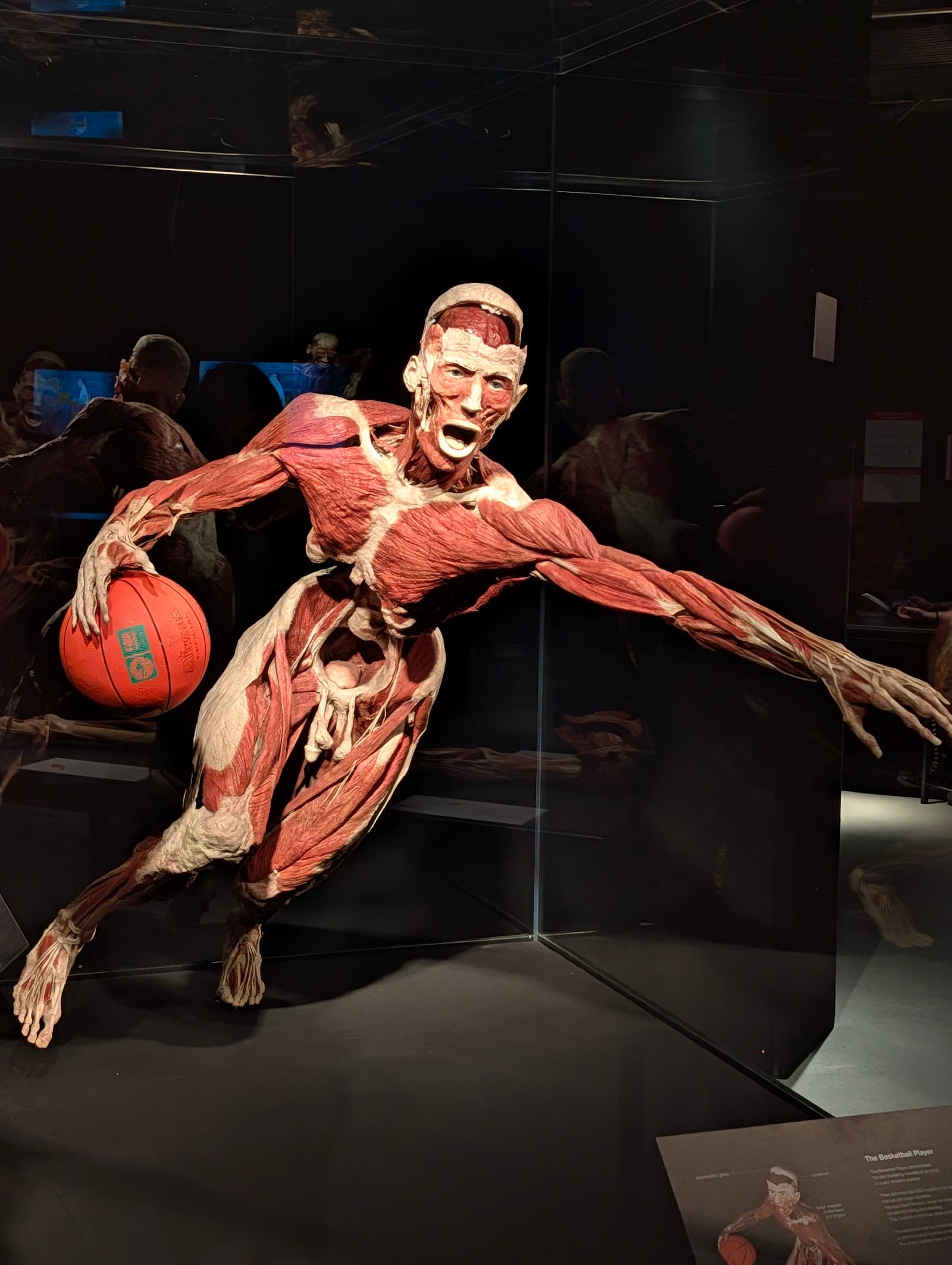 BODY WORLDS: The Anatomy of Happiness — Docklands, Melbourne