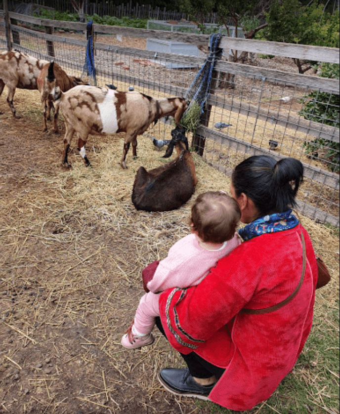 Collingwood Children's Farm — Collingwood, Melbourne