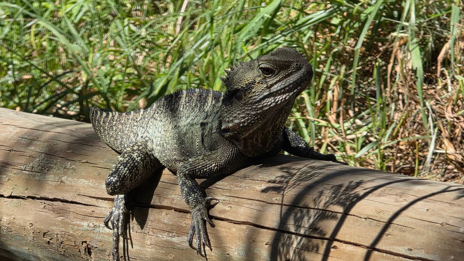Main Yarra Trail Park — Richmond, Melbourne