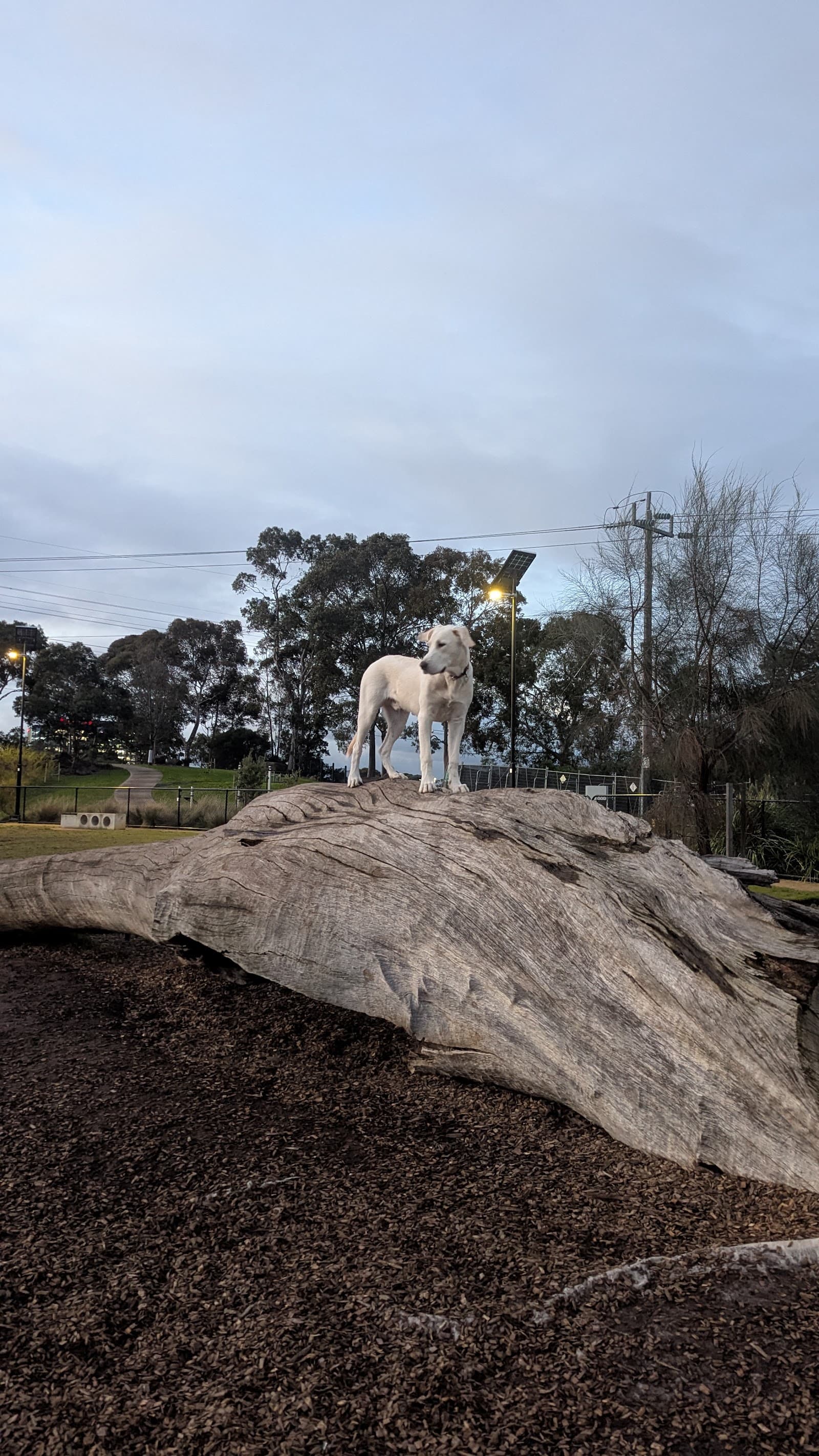 Thomas Oval Fenced Dog Park — South Yarra, Melbourne