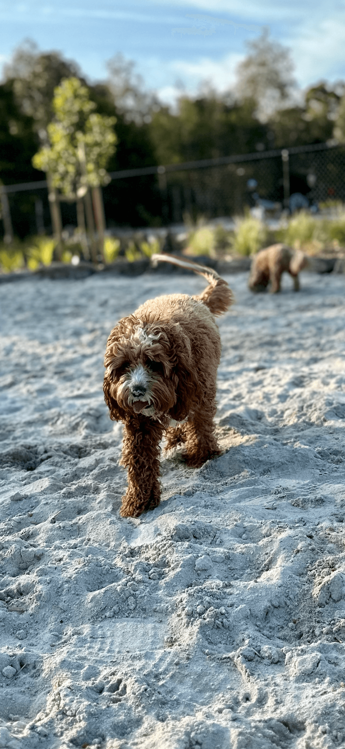 Thomas Oval Fenced Dog Park — South Yarra, Melbourne