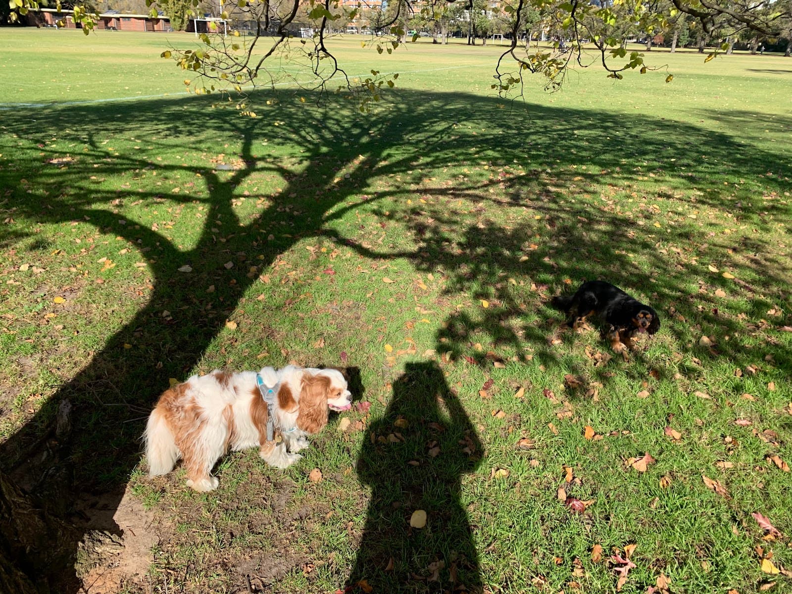Fawkner Park Off-Leash Area — South Yarra, Melbourne