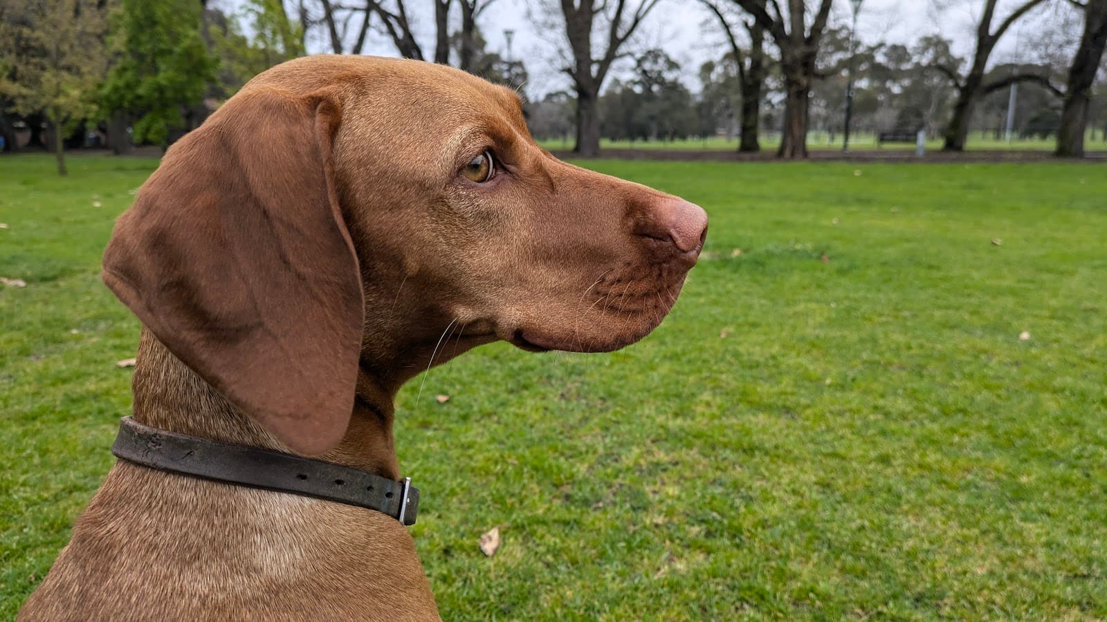 Fawkner Park Off-Leash Area — South Yarra, Melbourne