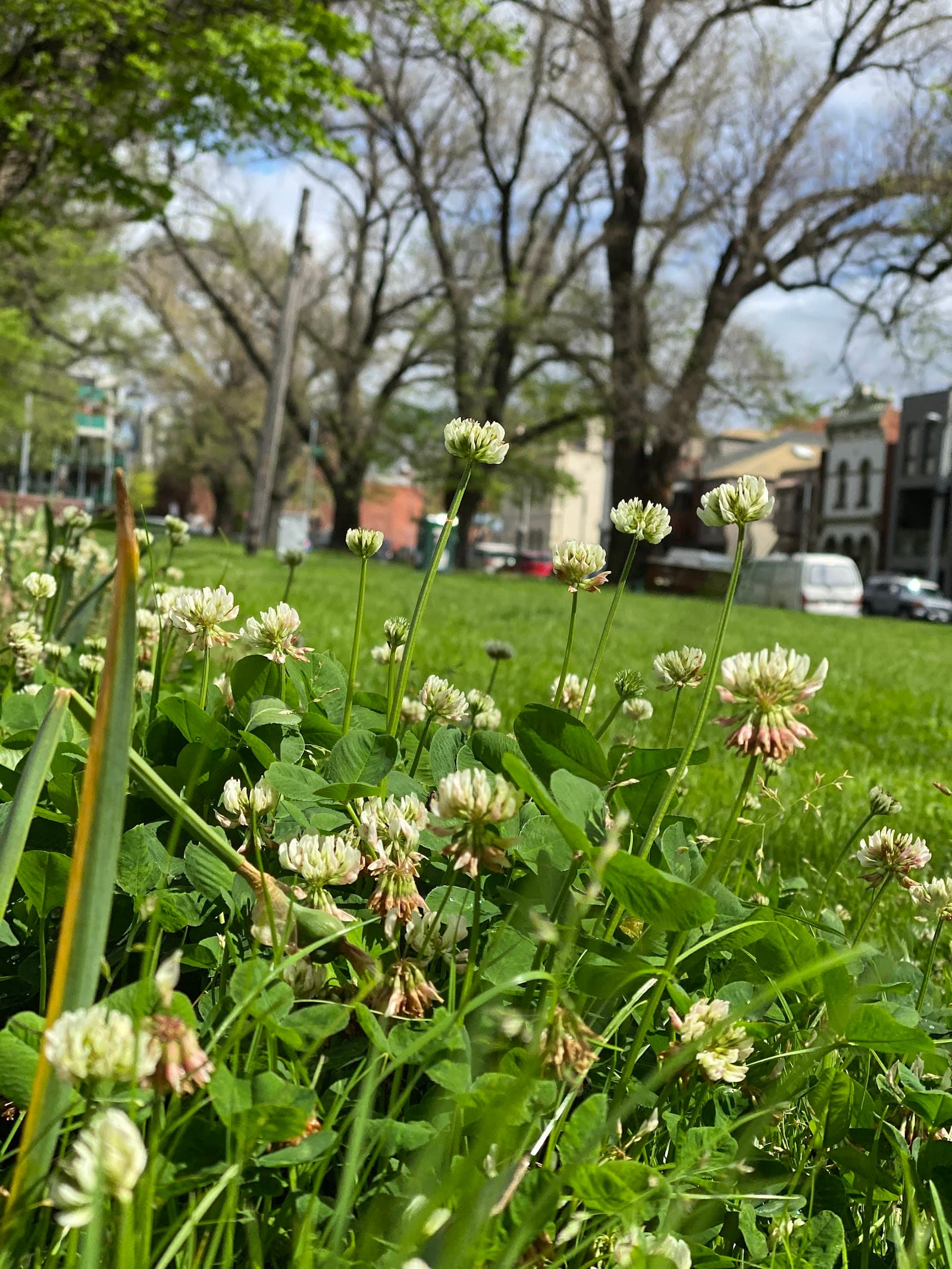 Macarthur Square — Carlton, Melbourne