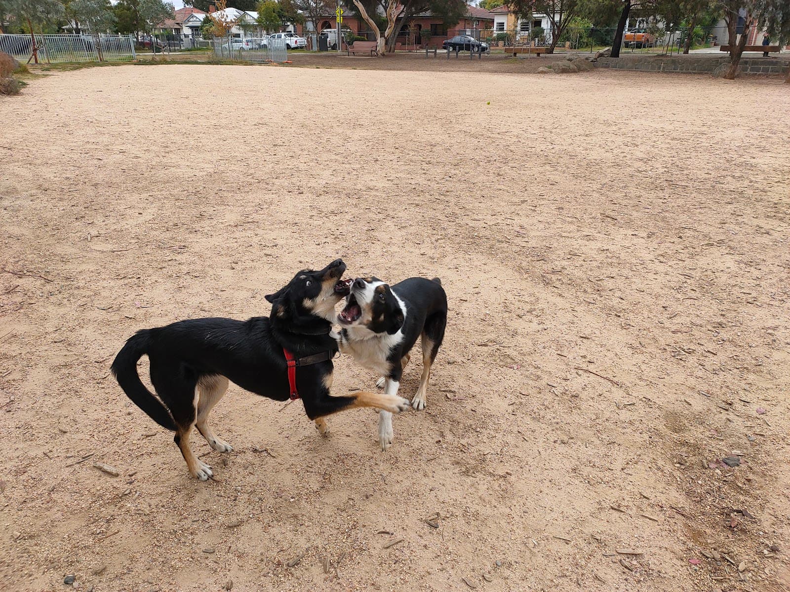 Martin Reserve Fenced Dog Park — Footscray, Melbourne