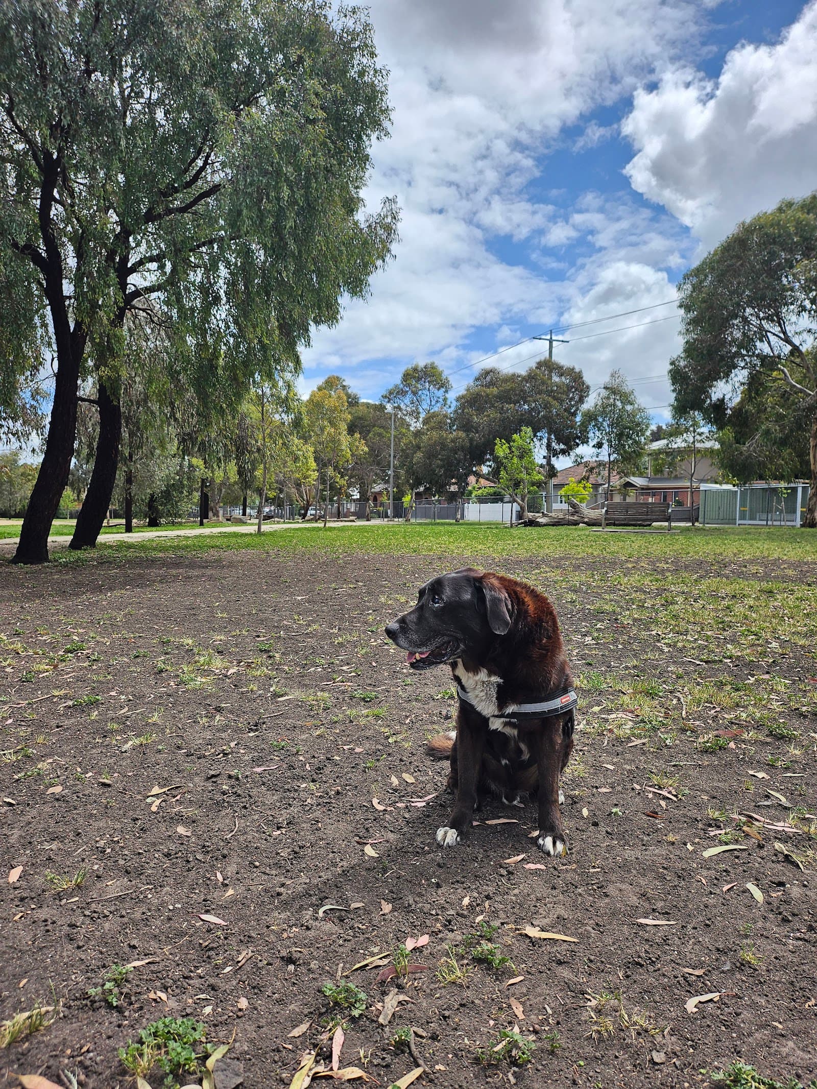 Martin Reserve Fenced Dog Park — Footscray, Melbourne