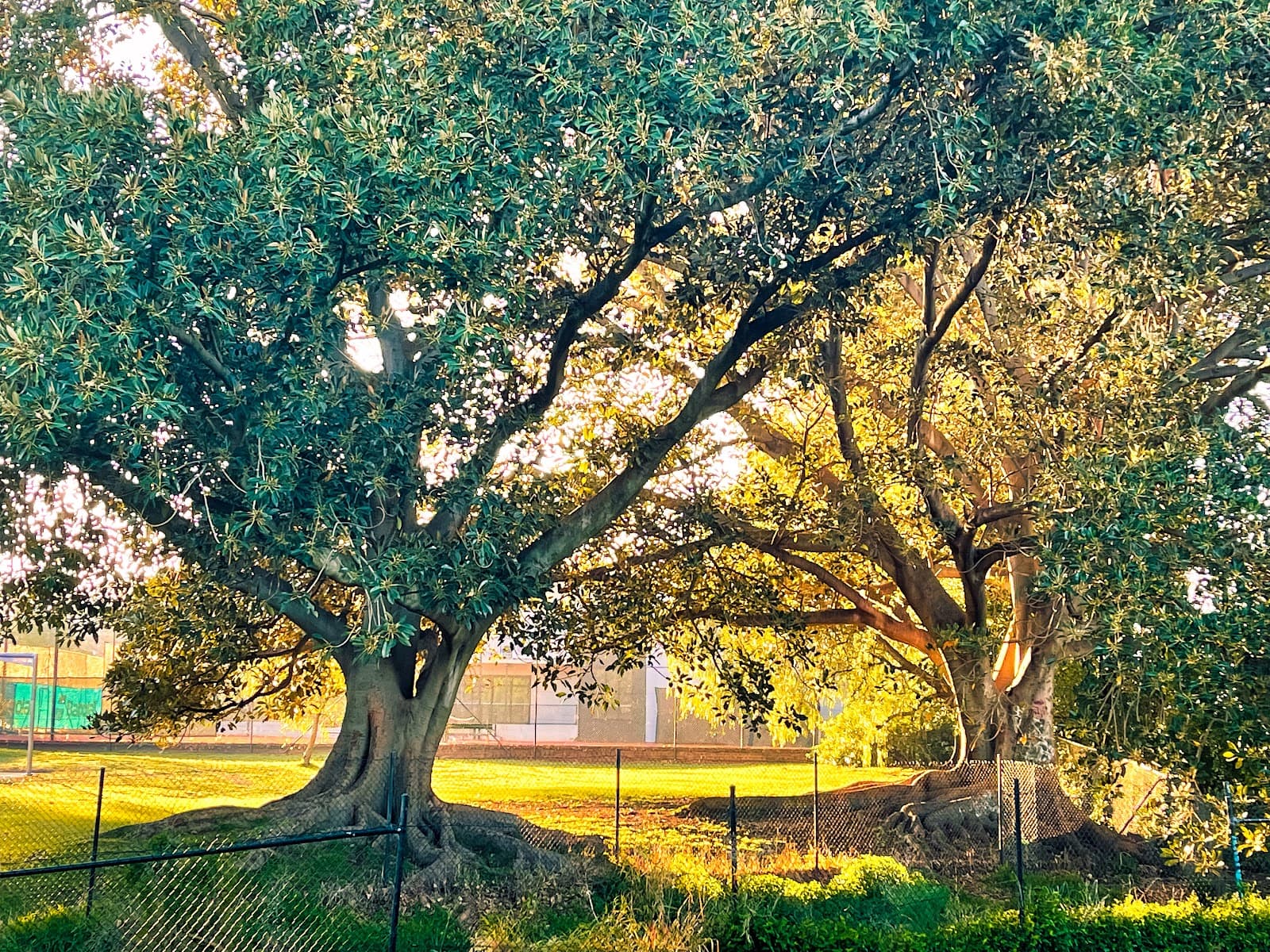 Grace Park Playground — Hawthorn, Melbourne