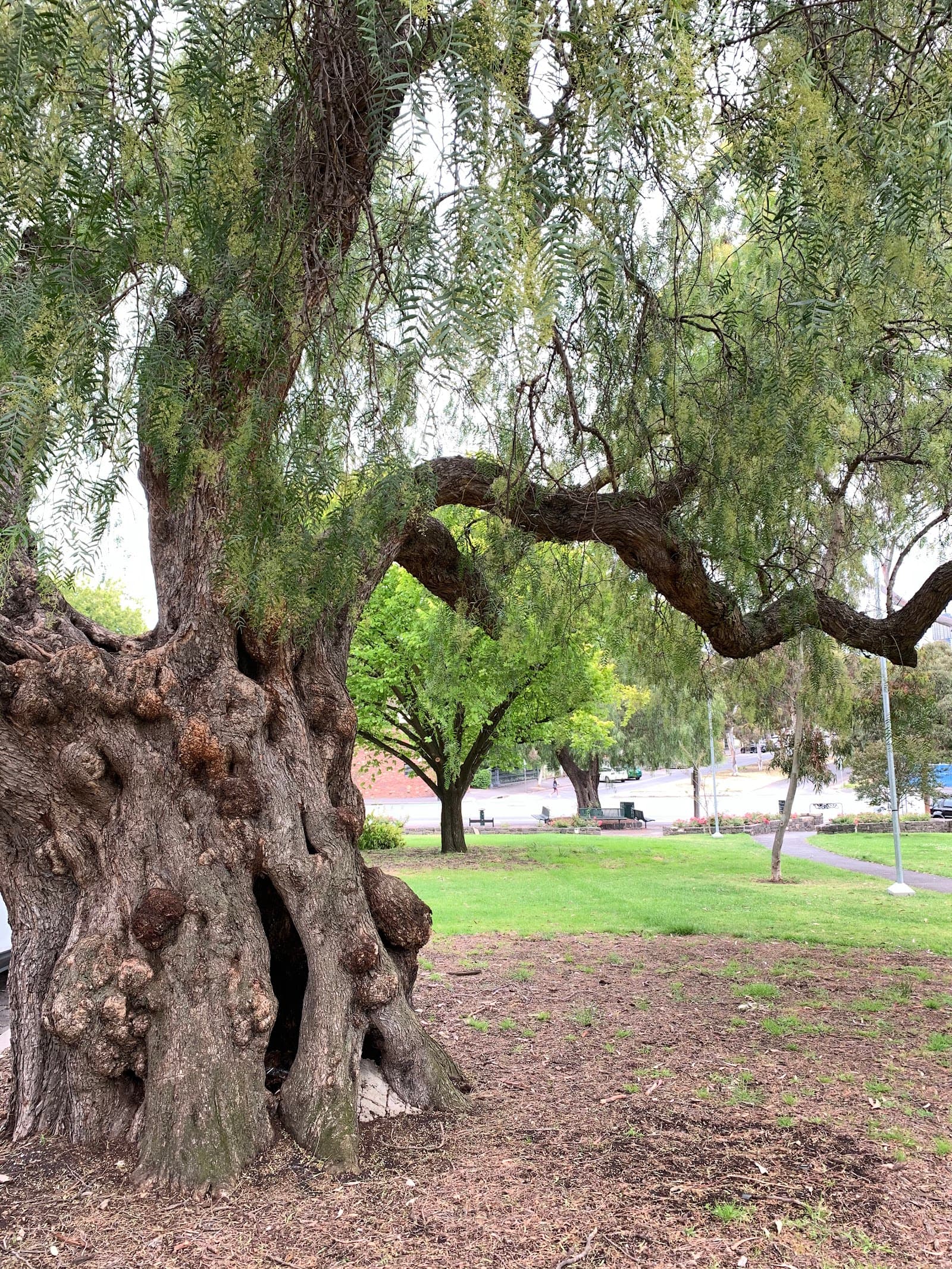 Pleasance Gardens — North Melbourne, Melbourne