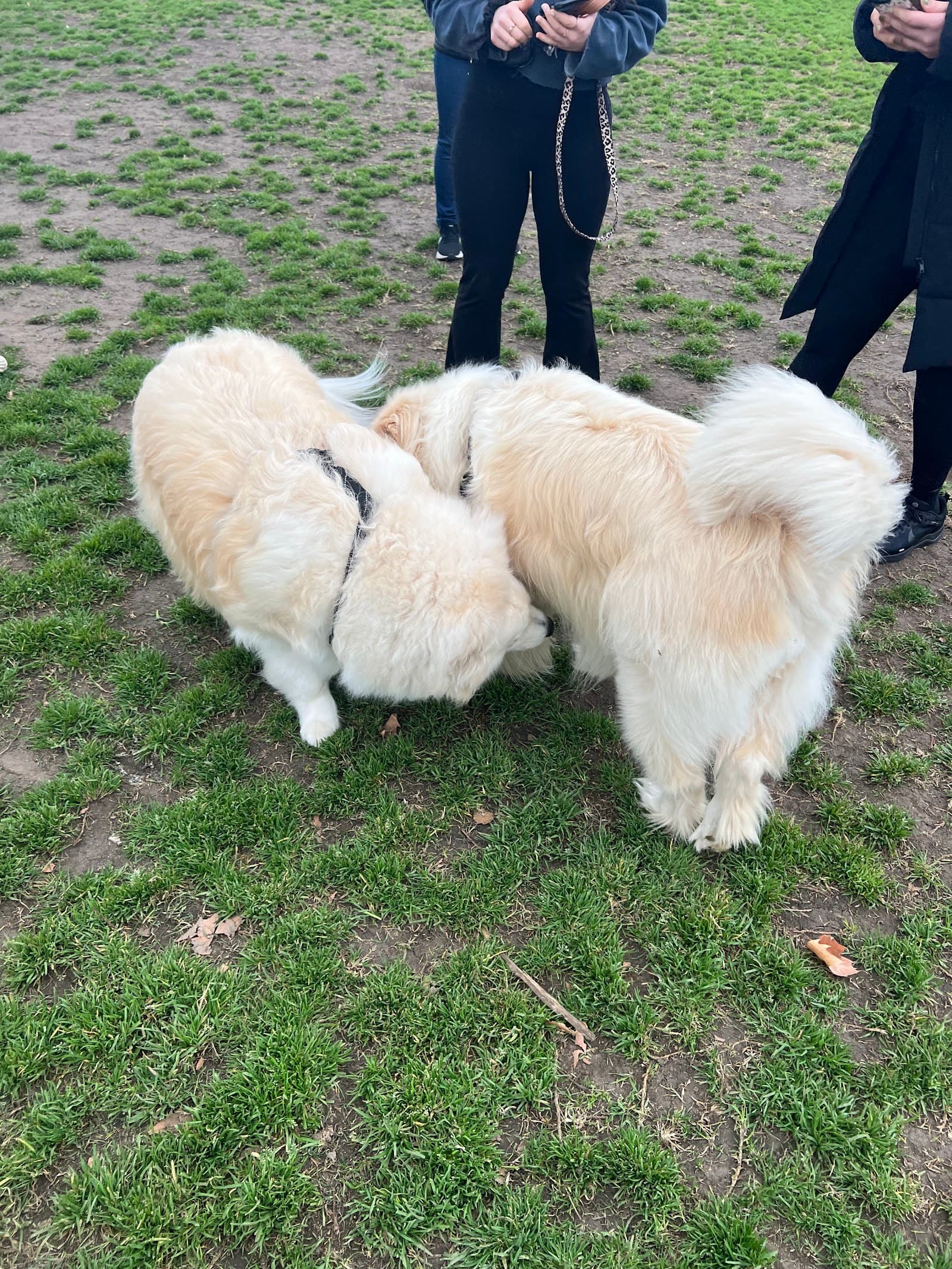 Clayton Reserve — North Melbourne, Melbourne