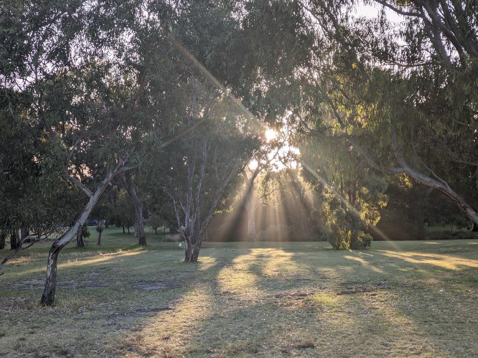 Native Grassland Circle — Parkville, Melbourne