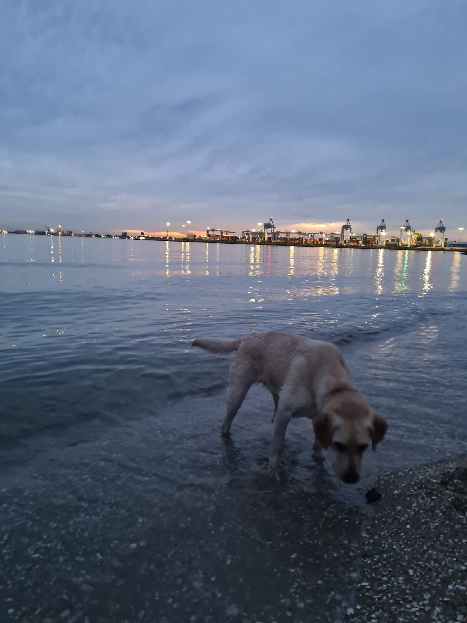Port Melbourne Dog Beach — Port Melbourne, Melbourne
