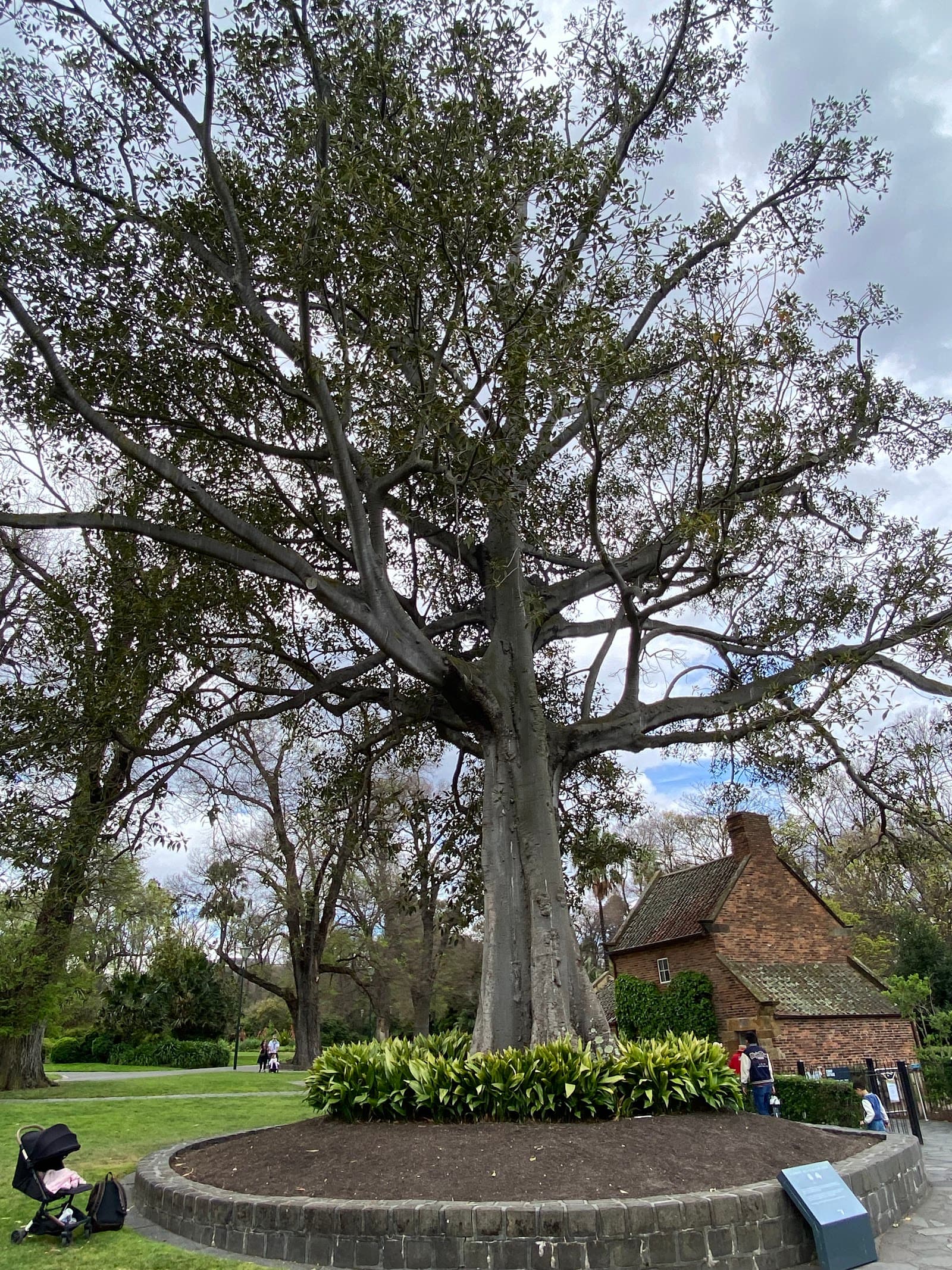 Great Australian Tree — Fitzroy, Melbourne