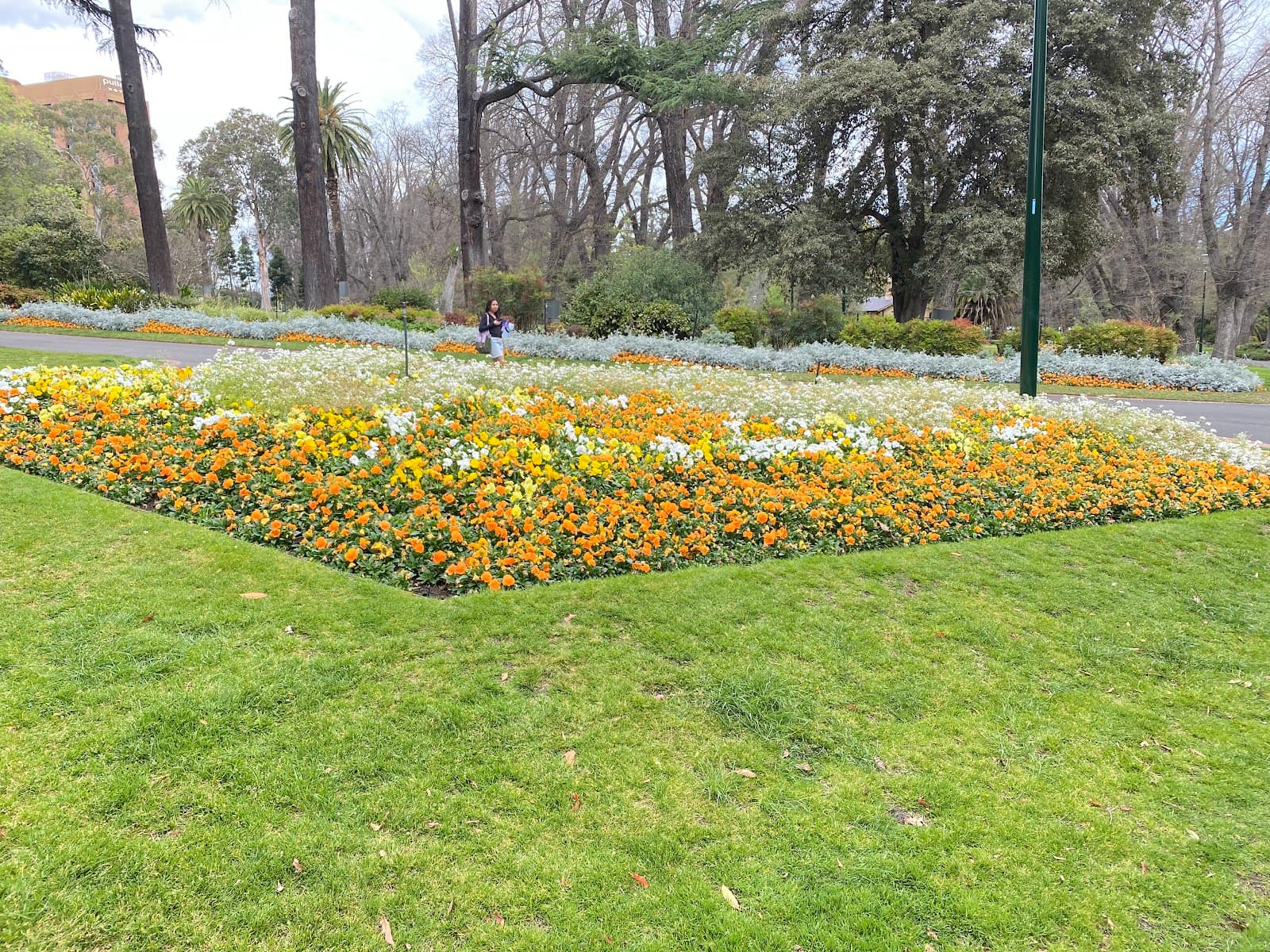 Great Australian Tree — East Melbourne, Melbourne