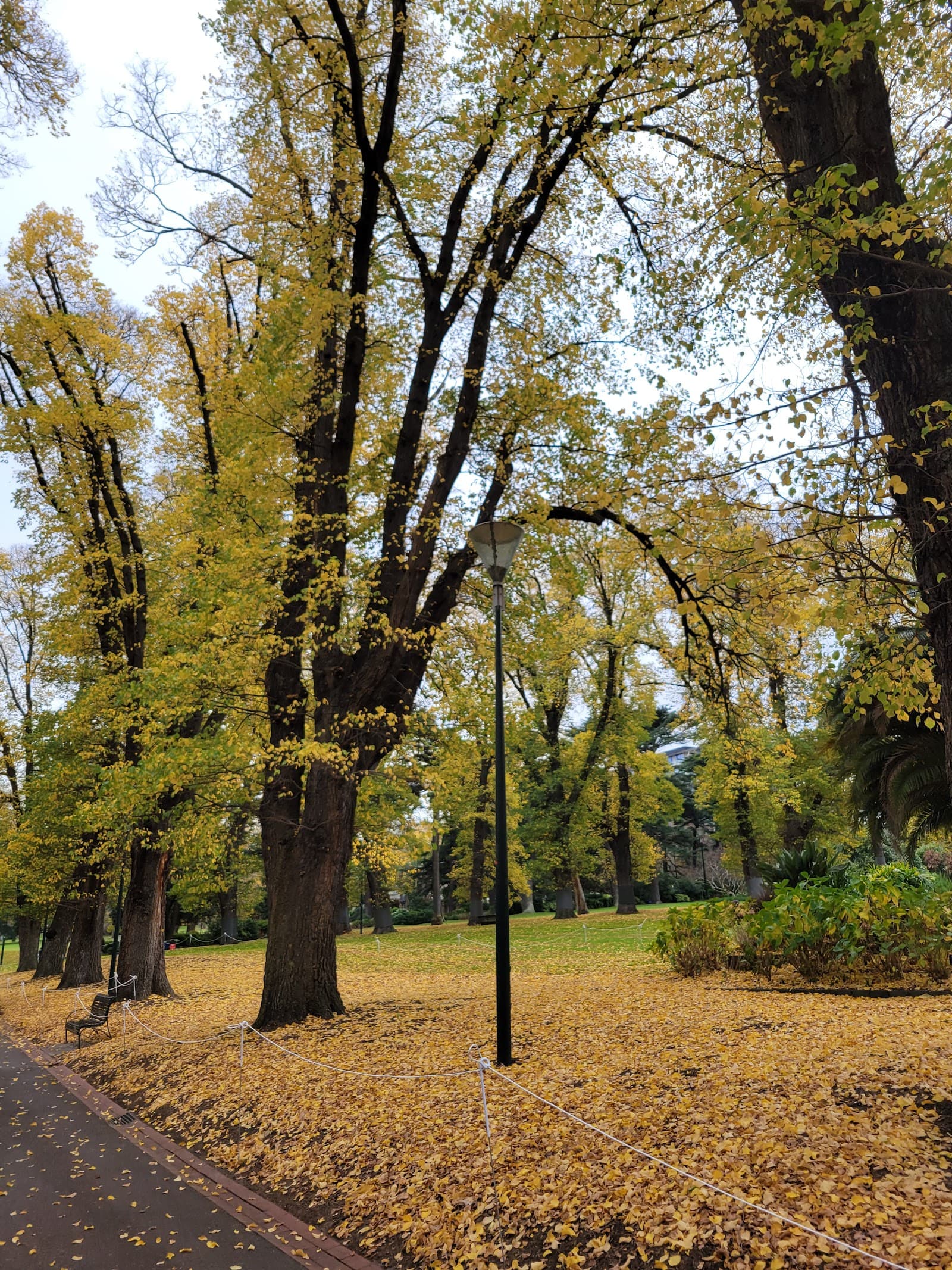 Great Australian Tree — East Melbourne, Melbourne