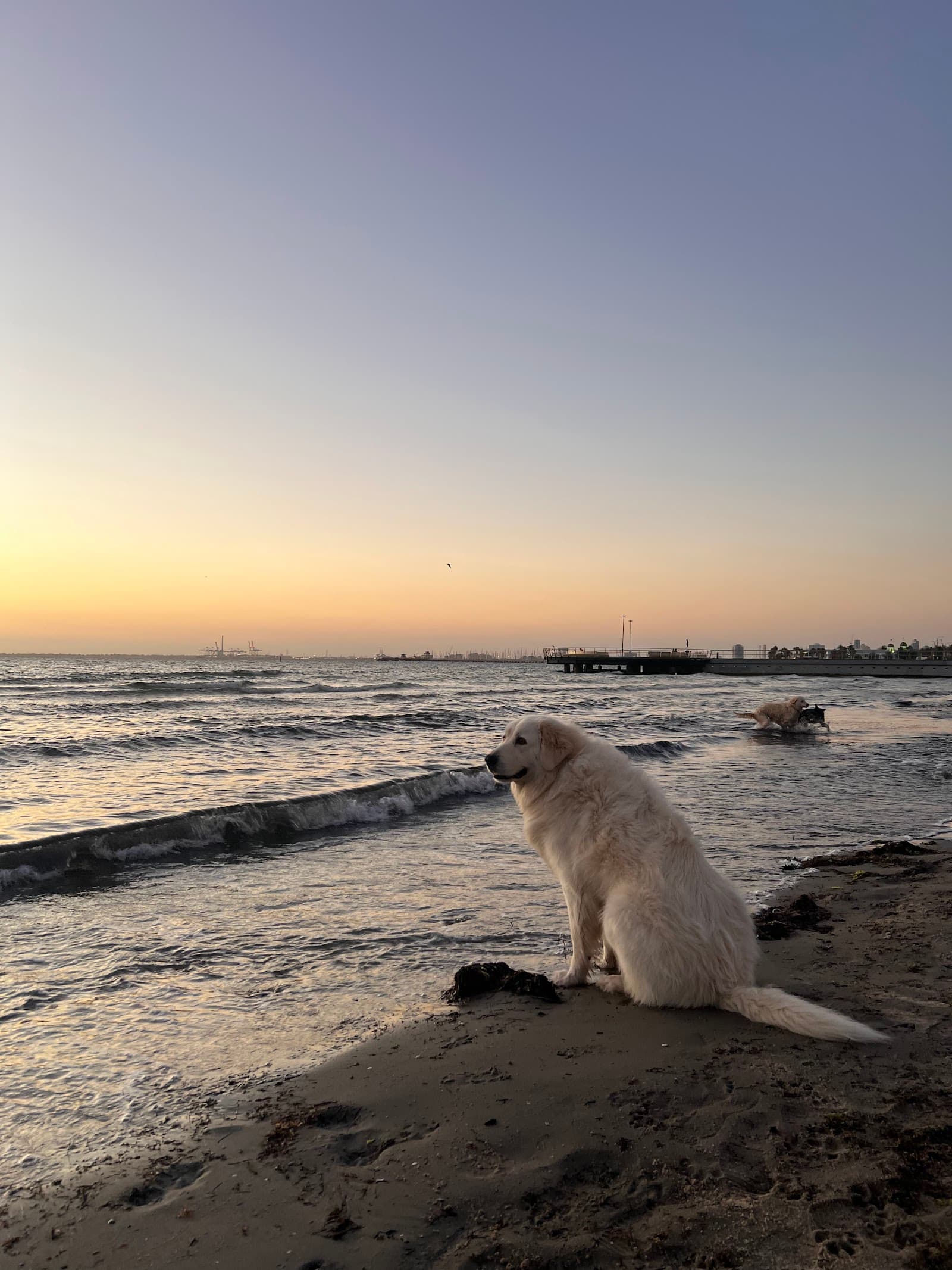 St Kilda Beach Dog Off Leash Area — St Kilda, Melbourne