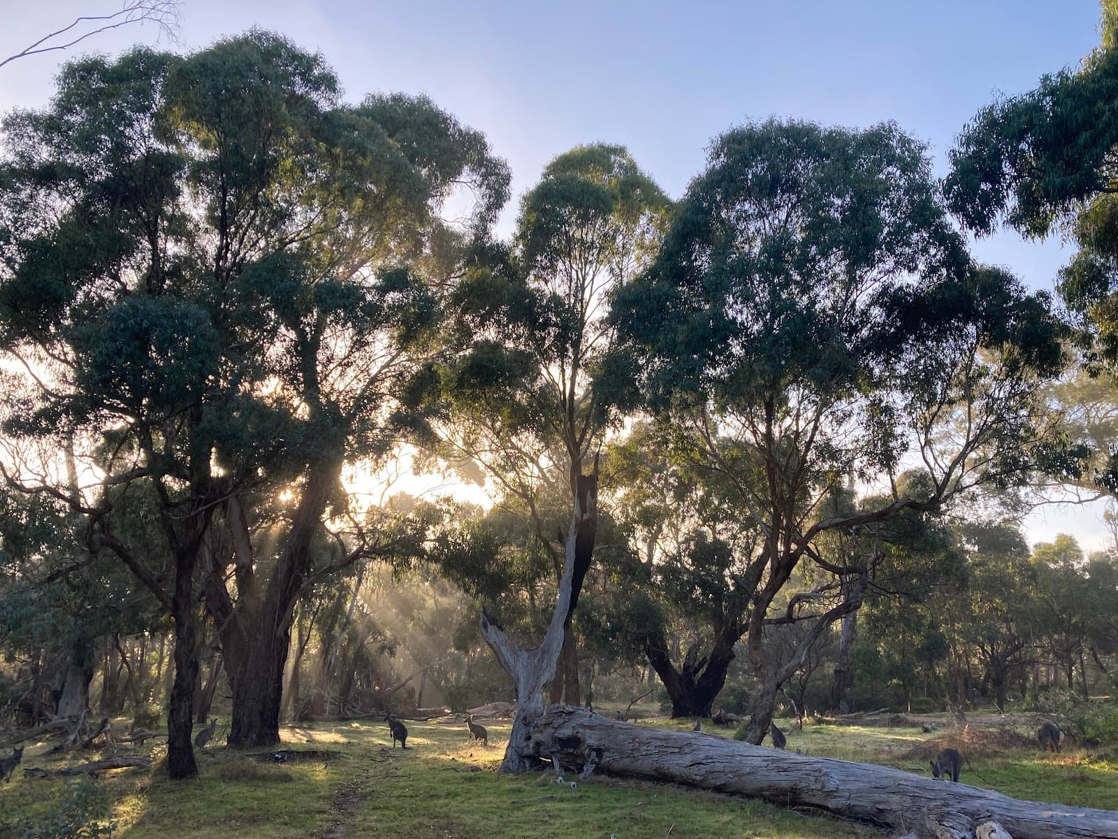 Plenty Gorge Park (Parks Victoria) — Brunswick, Melbourne
