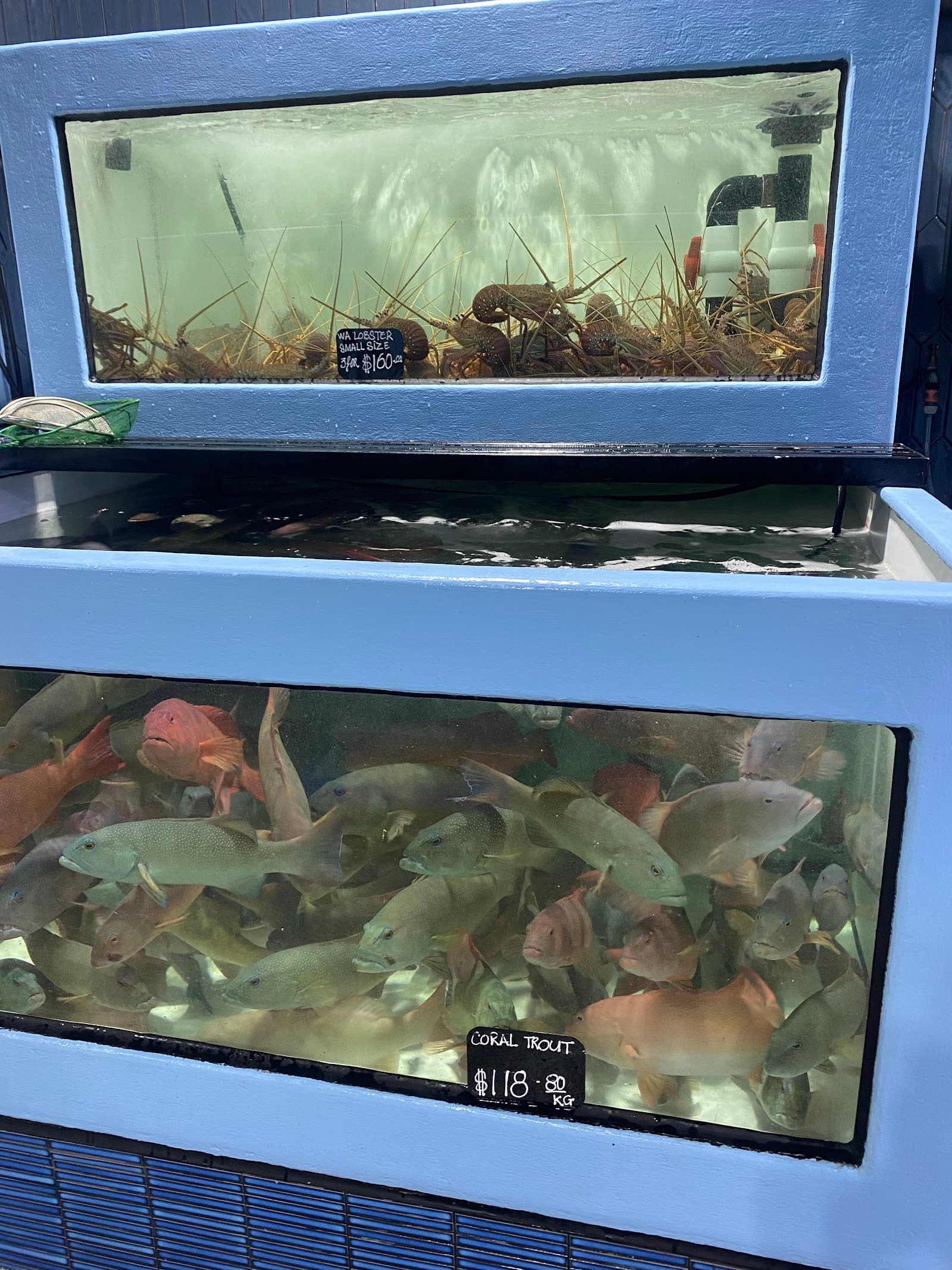 D&K Live Seafood — Footscray, Melbourne