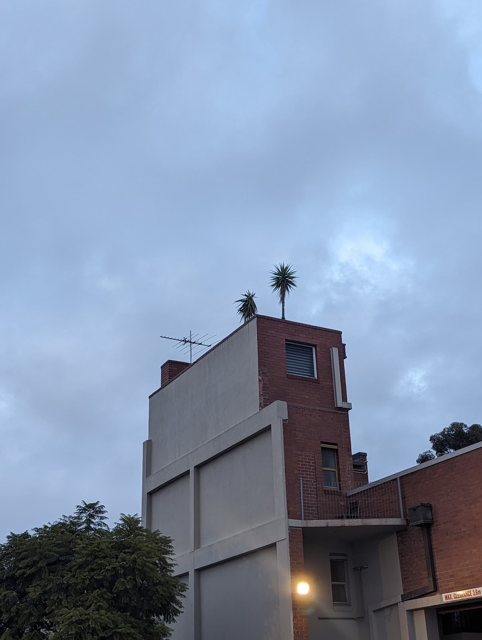 Highest Yucca in the Southern Hemisphere — Richmond, Melbourne