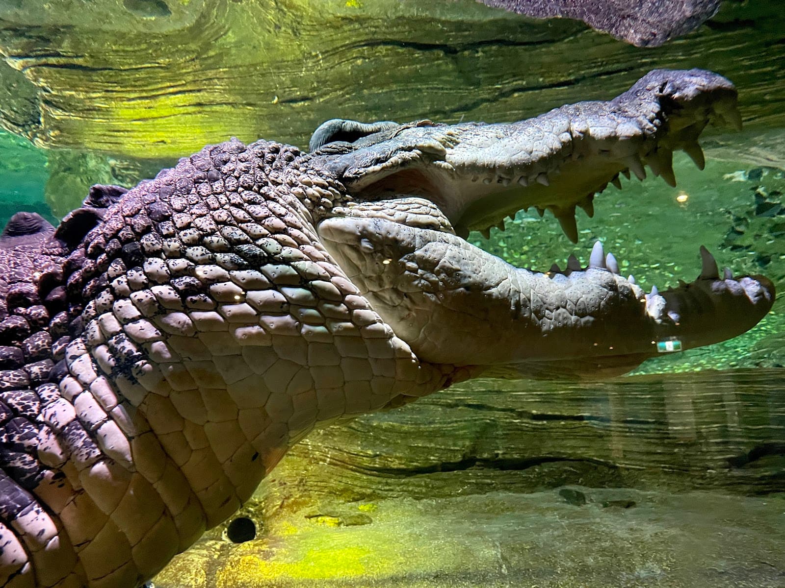 SEA LIFE Melbourne Aquarium — Hawthorn, Melbourne