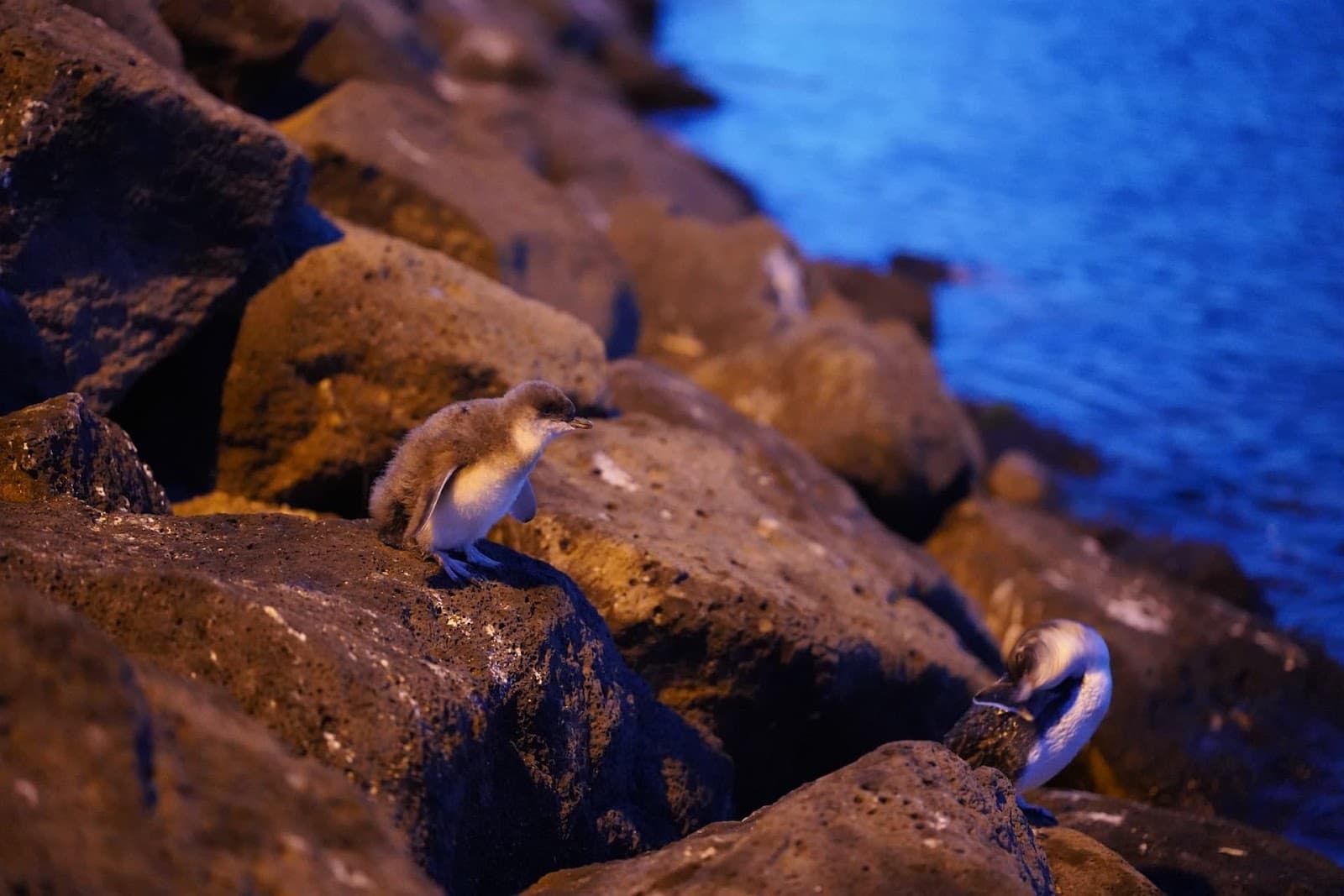 St Kilda Penguins — St Kilda, Melbourne