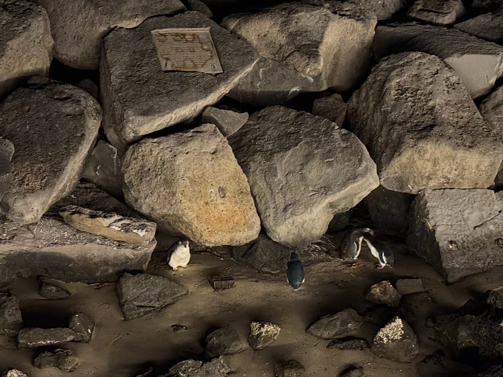 St Kilda Penguins — St Kilda, Melbourne