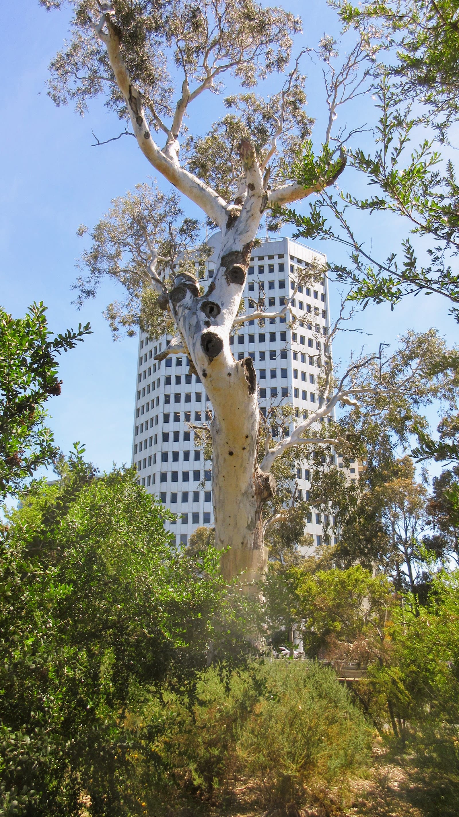 Ngargee Tree — St Kilda, Melbourne