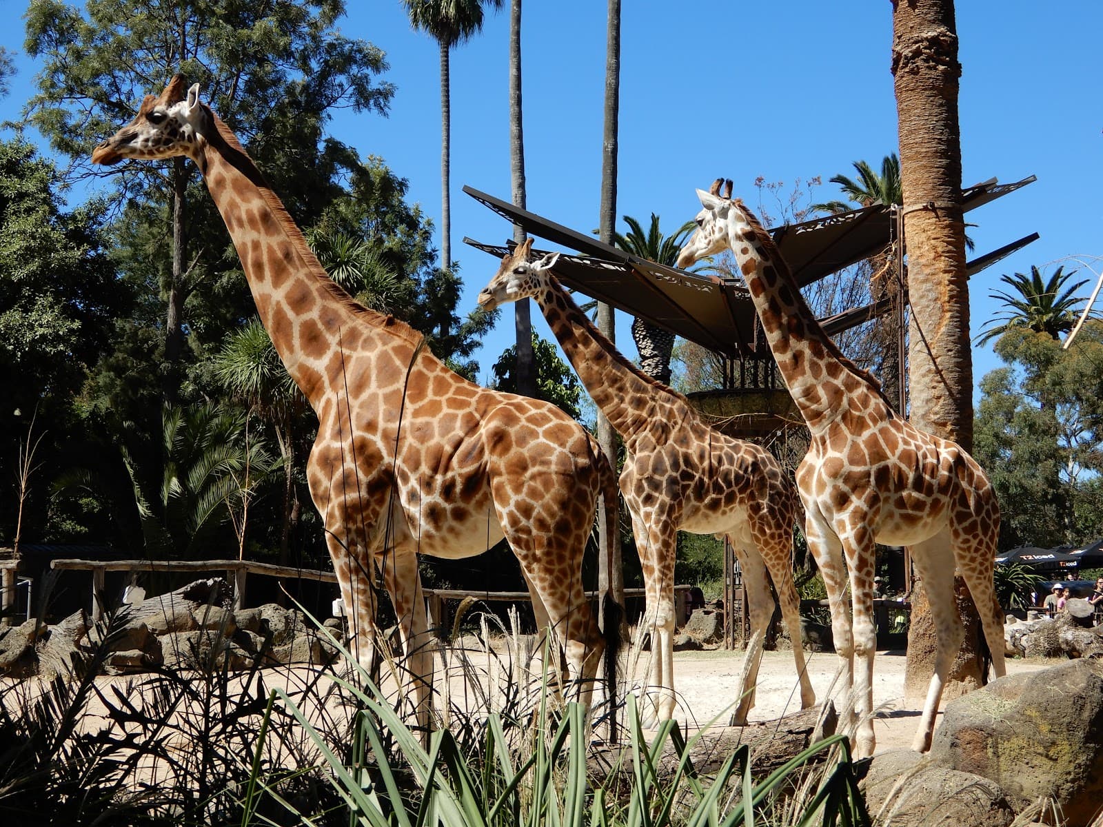 Melbourne Zoo — Carlton, Melbourne