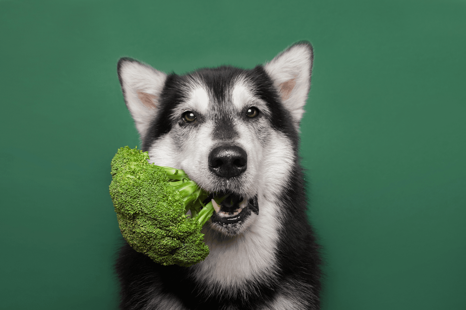 Well Beings Holistic Petcare — West Footscray, Melbourne