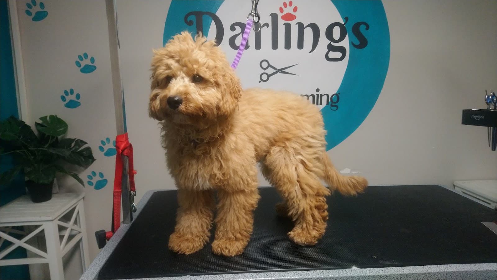 Well Beings Holistic Petcare — West Footscray, Melbourne