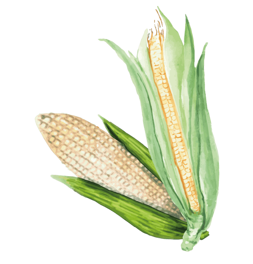 Maiz y Cacao