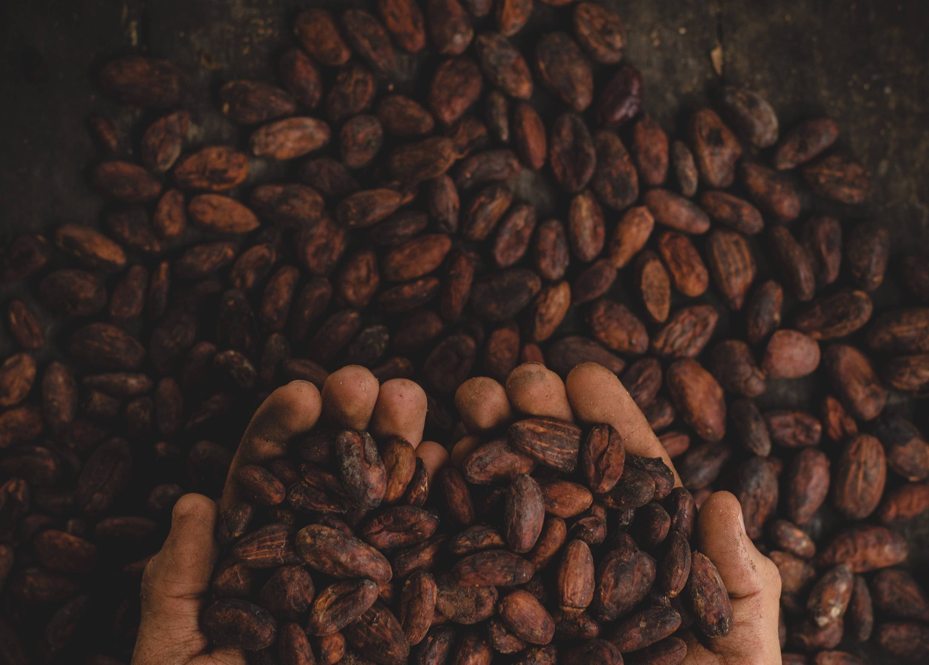 Maiz y Cacao