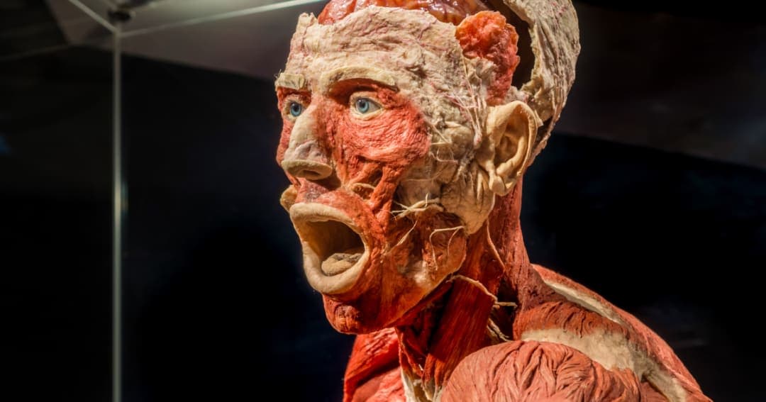 BODY WORLDS: The Anatomy of Happiness