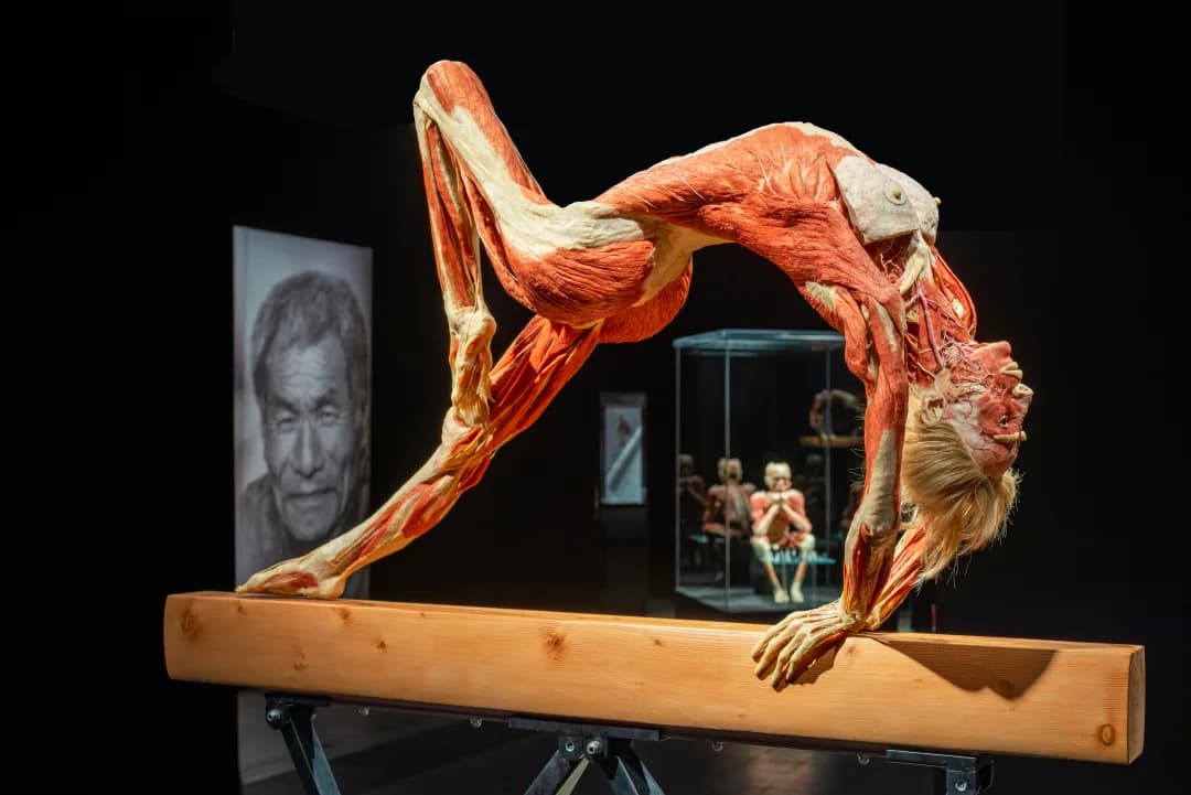 BODY WORLDS: The Anatomy of Happiness