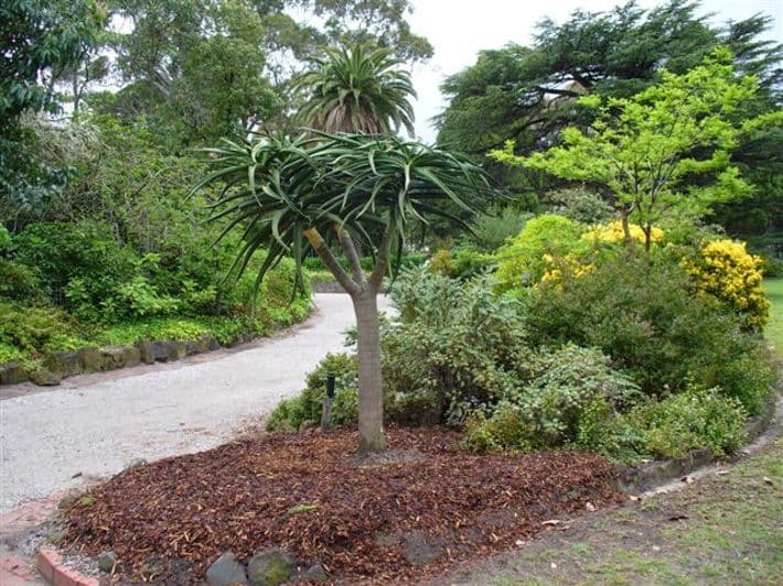 St Kilda Botanical Gardens