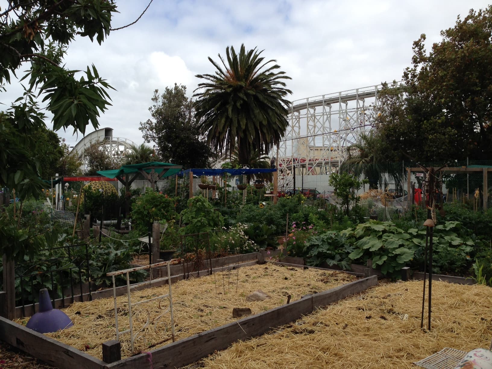 Veg Out Community Gardens St Kilda