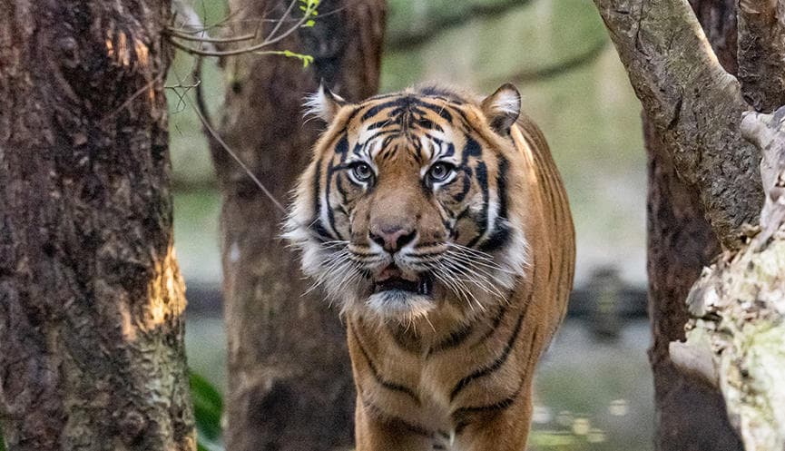 Melbourne Zoo